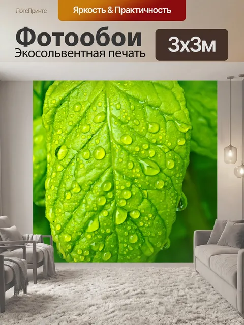Фотообои Капли воды на листе