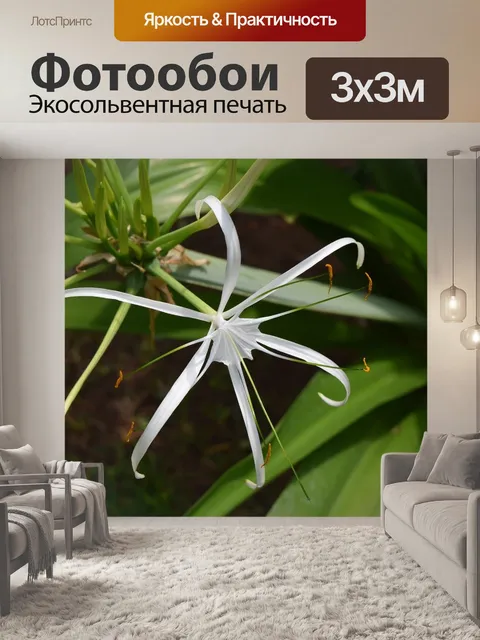 Фотообои Лилия паука