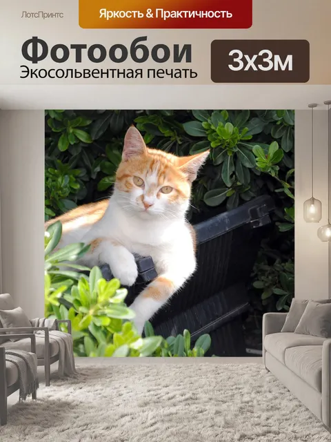 Фотообои Кошка