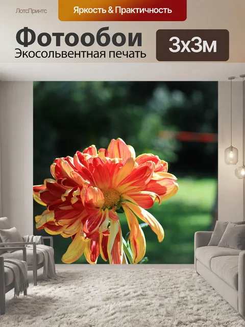 Фотообои Хризантема