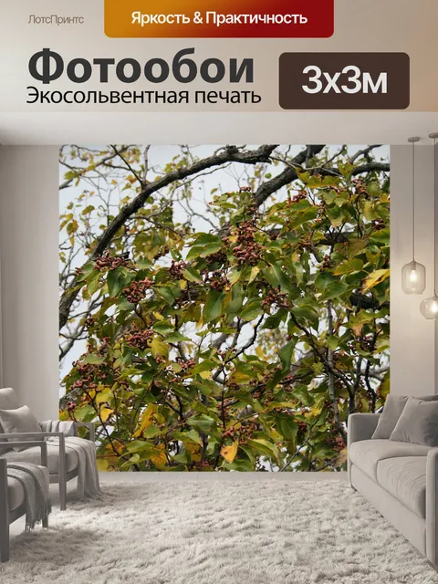 Фотообои японский изюм дерево фруктов