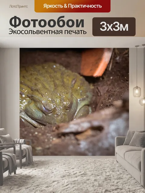 Фотообои Африканская лягушка