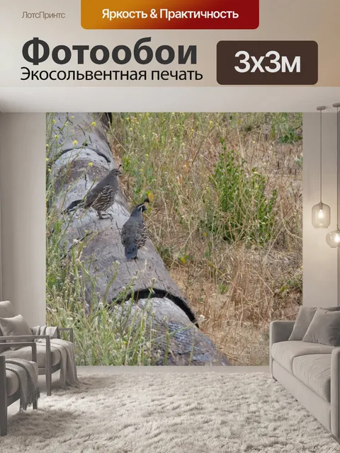 Фотообои Пара перепелов