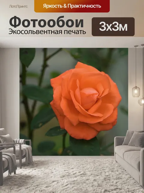 Фотообои Красная роза