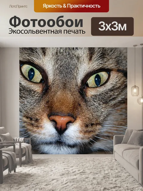 Фотообои Кошка