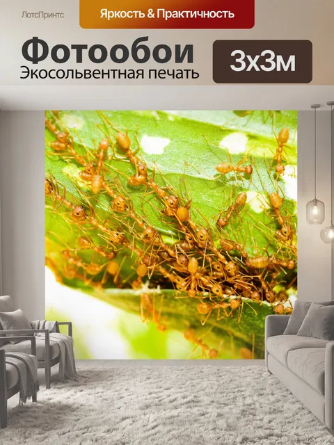 Фотообои Красные муравьи