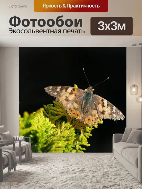 Фотообои Бабочка