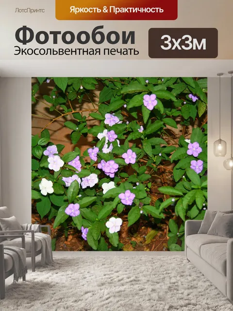 Фотообои Brunfelsia цветы
