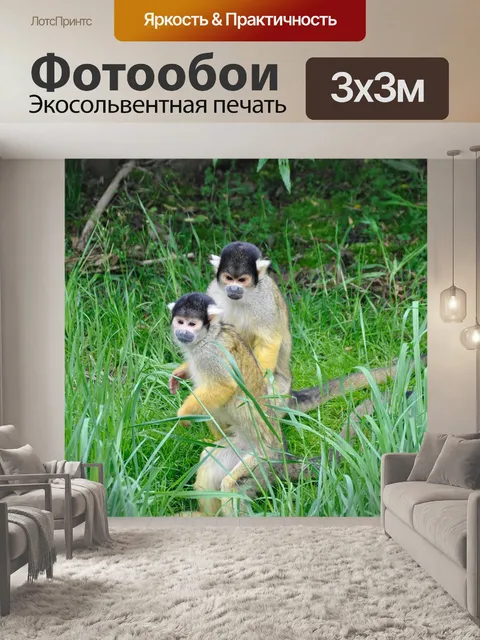 Фотообои Белка обезьяна