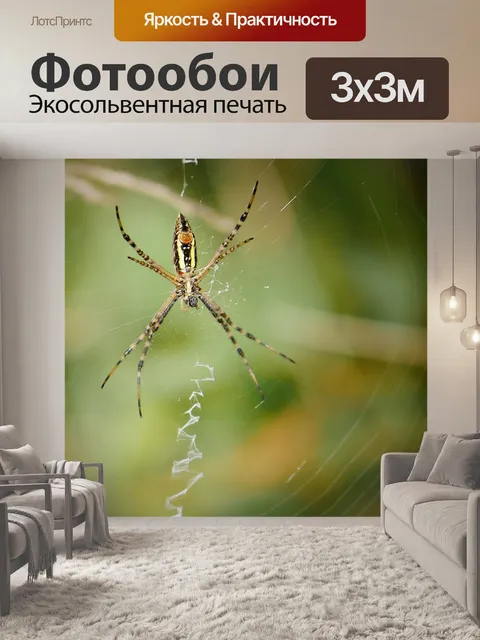 Фотообои паук