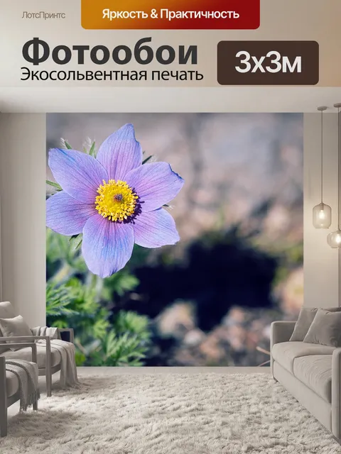 Фотообои Анемон