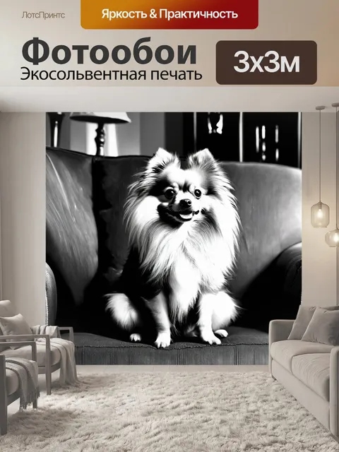 Фотообои винтажная черно-белая фотография померанского шпица