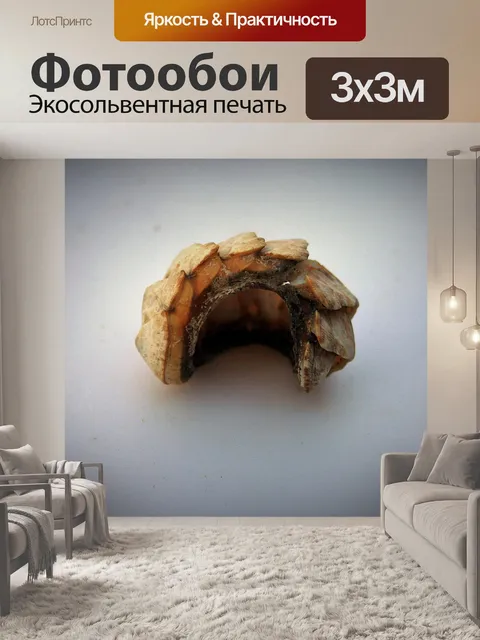 Фотообои хитон оболочка моллюска