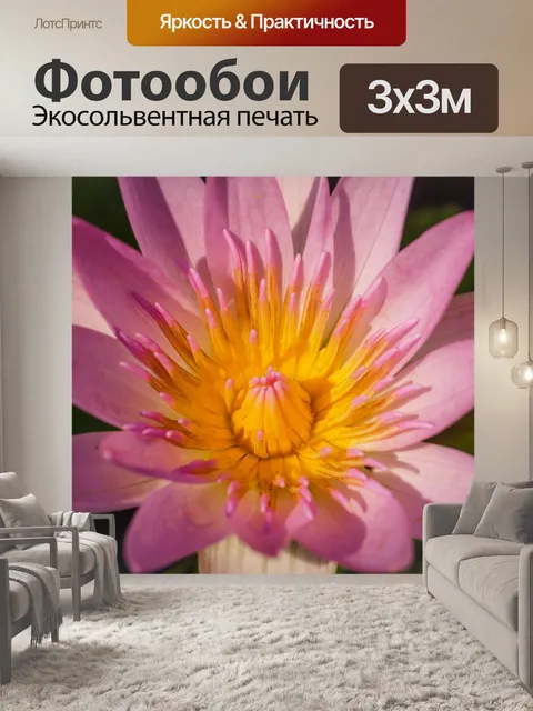 Фотообои красивый цветок лотоса