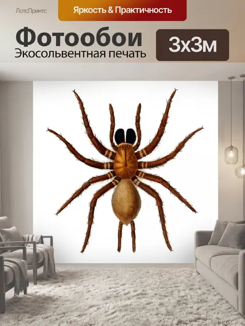 Фотообои Клипарт Spider vintage art