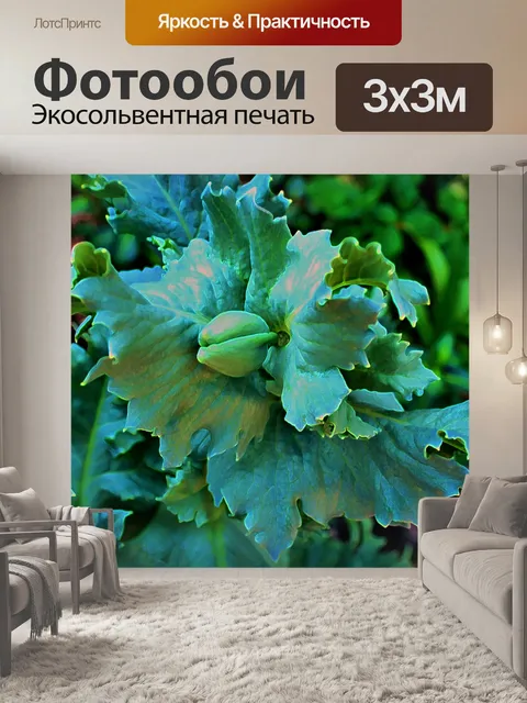 Фотообои мак бутона цветка
