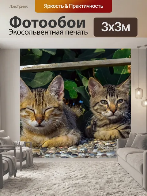 Фотообои Кошки