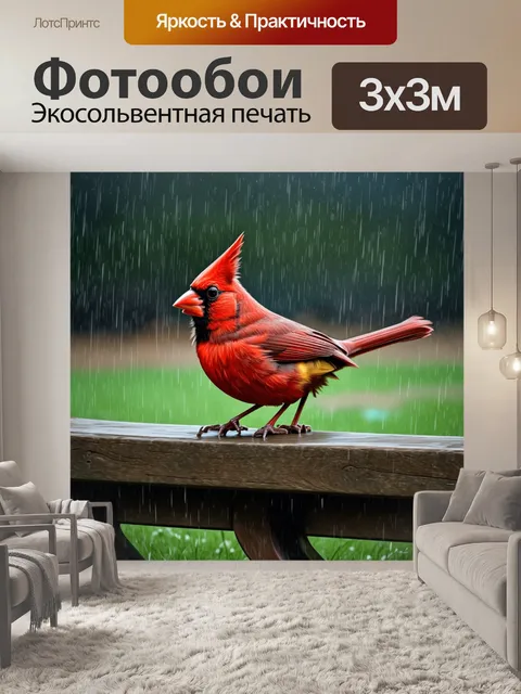 Фотообои красный кардинал, сидящий в дождливый день на старой деревянной скамейке в парке, вода капает с его перьев