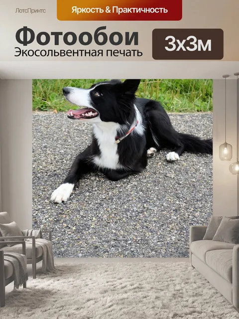 Фотообои Собаки 2.1