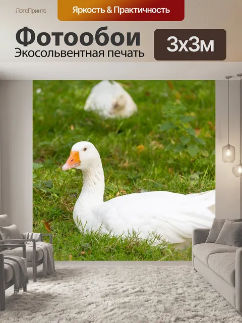 Фотообои Белый гусь
