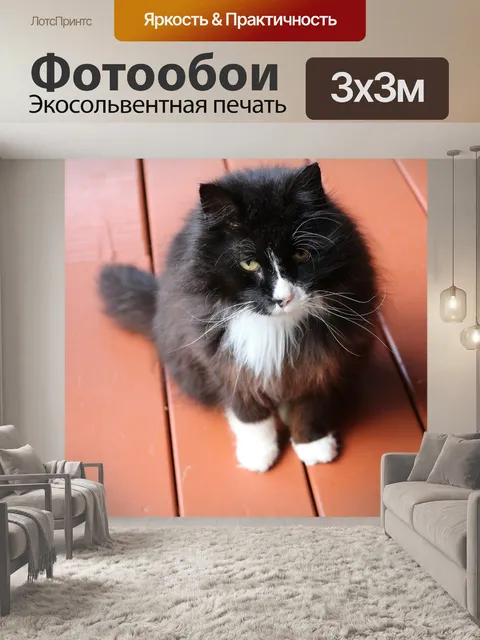 Фотообои Кошка