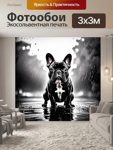 Фотообои сцена с французским бульдогом под громким дождем