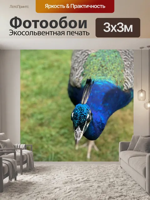 Фотообои Павлин