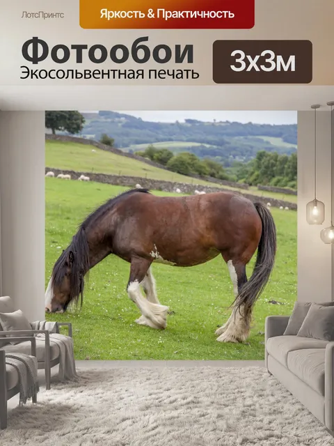 Фотообои Домашняя лошадь