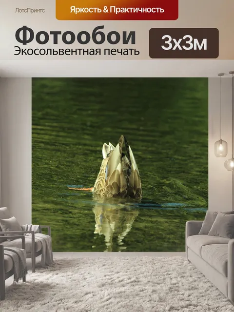 Фотообои Утка