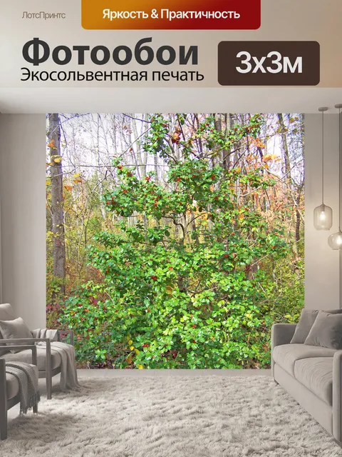 Фотообои Холли Буш
