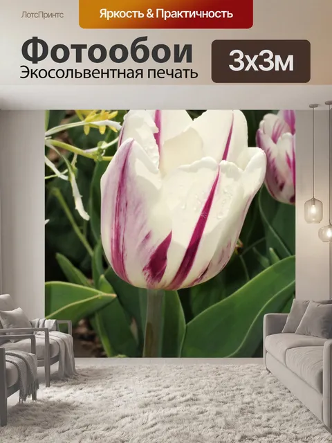 Фотообои Фиолетовый и белый тюльпан крупным плано