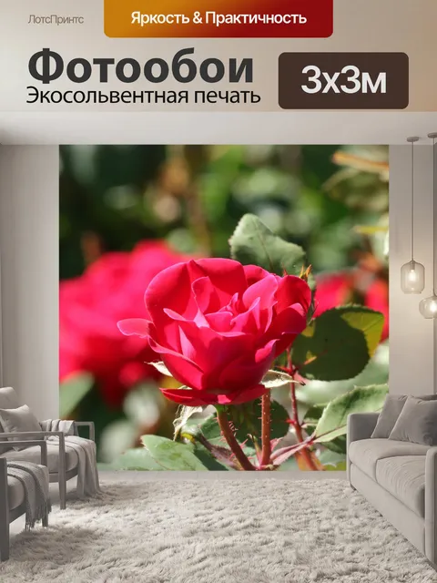 Фотообои Красная роза и боке