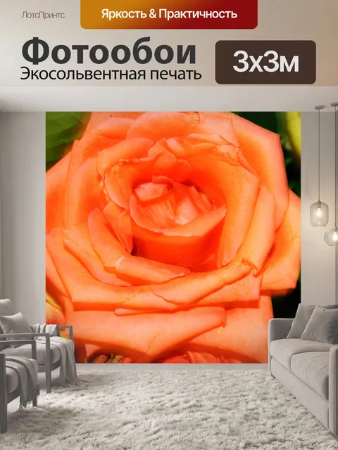 Фотообои роза