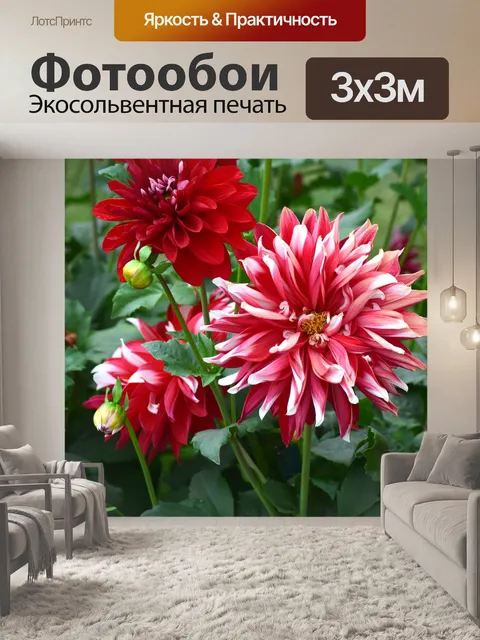Фотообои Хризантемы 5