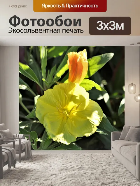 Фотообои Желтый цветок примулы вечерней