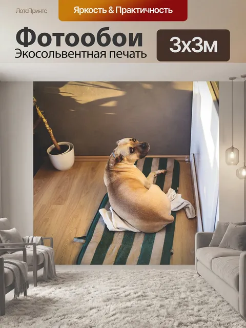Фотообои Собака