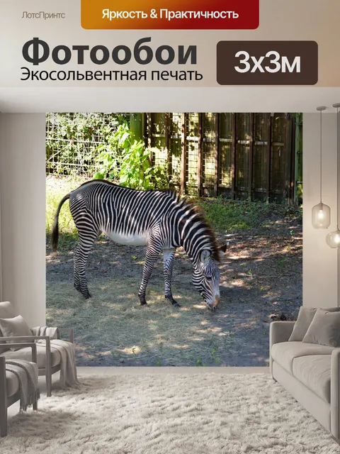Фотообои Зебра