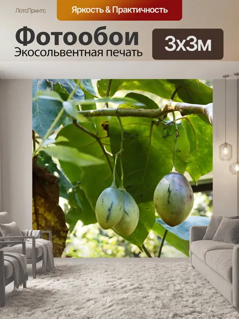 Фотообои Созревание зеленых плодов помидоров