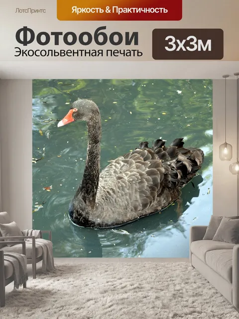 Фотообои Черный лебедь