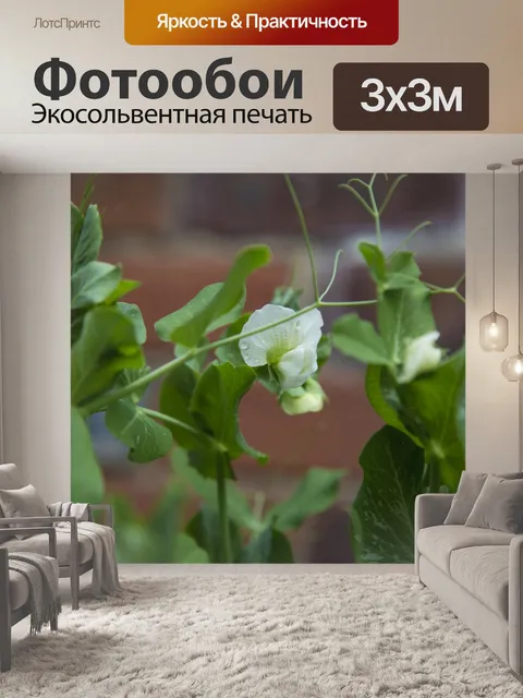 Фотообои Белые цветы на молодом горохе