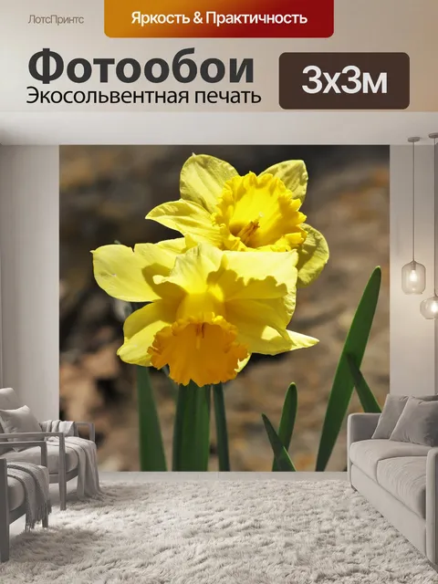 Фотообои Два желтых нарцисса
