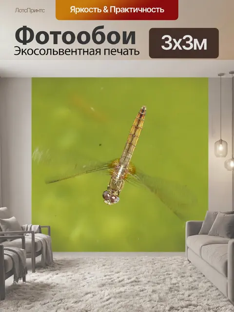 Фотообои Желтая стрекоза