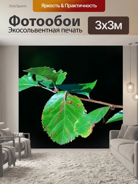 Фотообои Листья
