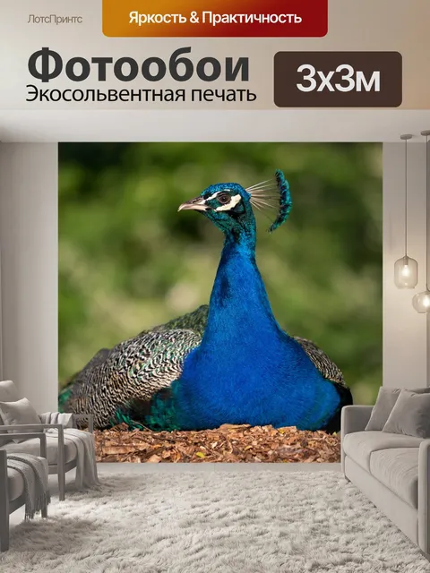 Фотообои Павлин