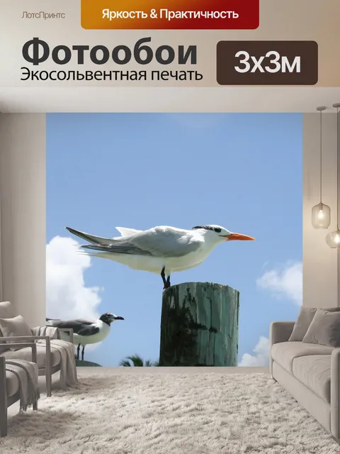 Фотообои Чайка