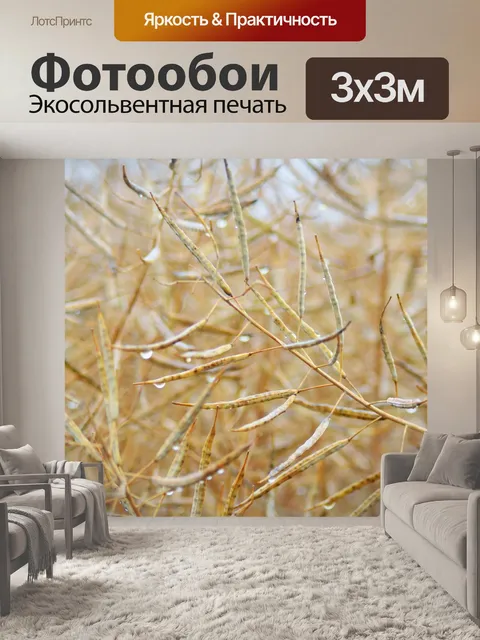 Фотообои Рапс