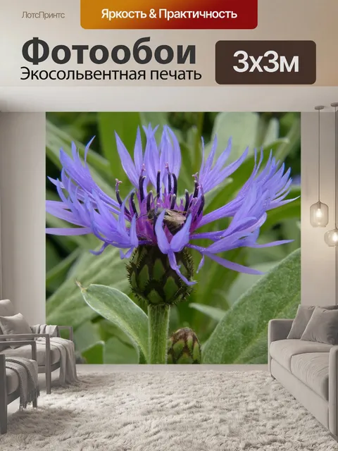 Фотообои Васильковый
