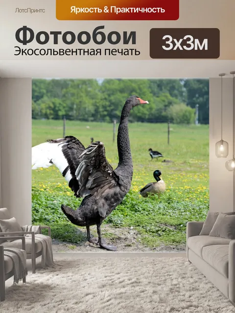 Фотообои Черный лебедь 5 серии, черные крылья 1