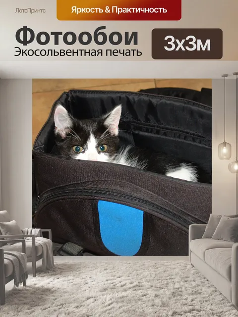 Фотообои Забавный котенок