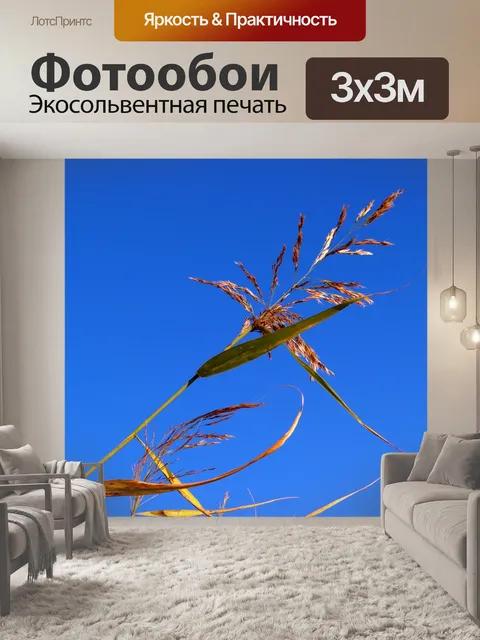 Фотообои Тростник